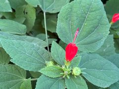 -墨尔本皇家植物园