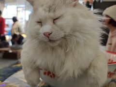-平行世界·猫咖(首经贸店)
