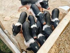 -HERRE·FARM 赫尔露营农场·团建聚会包场