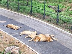 -大连森林动物园