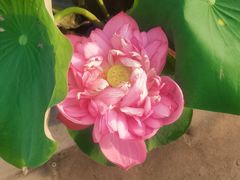 -莲花池公园