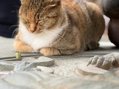 -龙华素斋(龙华路店)