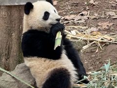 -都江堰中华大熊猫苑