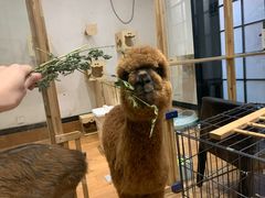-猫色咖啡·猫咖