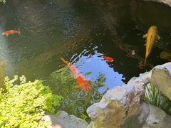 -鲤院·新中式美学·庭院餐厅(夫子庙店)