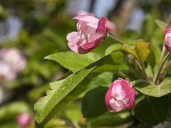 -海棠花溪(元大都城垣遗址公园)