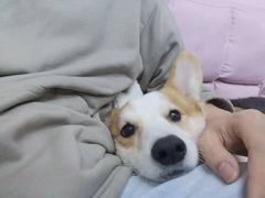 -萌兽医馆·眼科·异宠专科(三里屯店)