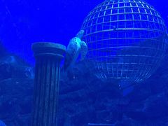 -芜湖新华联大白鲸海洋公园