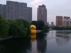 大黄鸭-沈阳南湖公园