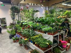 -大自然花鸟鱼虫市场