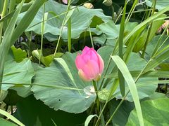 -西青郊野公园