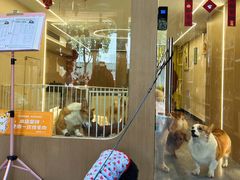 -奶牛家宠物酒店(嘉宏云顶店)