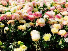 -上海月湖雕塑公园