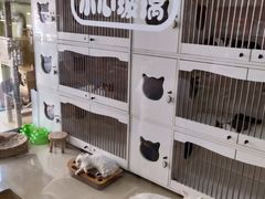-东方名猫馆·英短金渐层布偶猫舍(环线广场1号楼店)