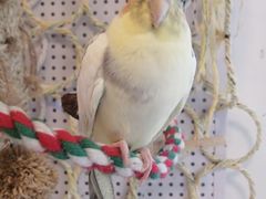 -吉丁鸟咖·异宠·寄养