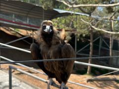 -西霞口神雕山野生动物世界