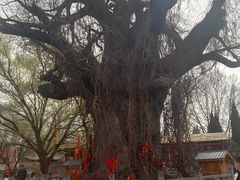 -大槐树寻根祭祖园
