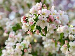 -海棠花溪(元大都城垣遗址公园)