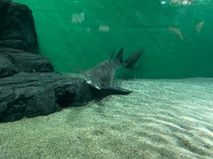 -上海海洋水族馆-停车场