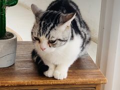 -共舞时光猫咖·狗咖(新街口店)