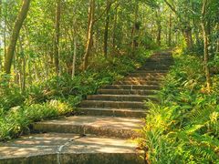 -深圳仙湖植物园