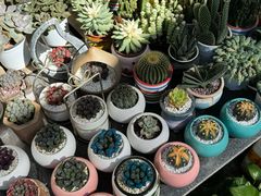 -桂林市花鸟市场