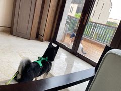 -上海崇明金茂凯悦酒店