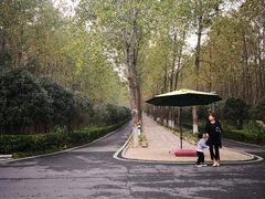 -合肥滨湖国家森林公园