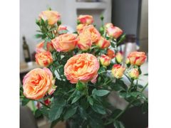 -Flower in(密渡桥店)