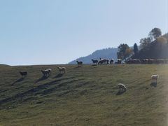 -新疆那拉提国家旅游度假区