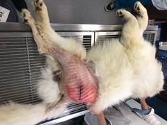 -安安宠医宠物医院·异宠·犬猫内科(岳阳分院)