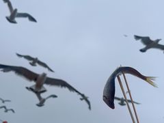-海驴岛(荣成市)