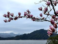 -千岛湖天屿景区
