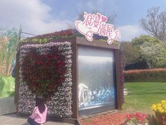 -荷兰花海