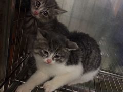-酷狗靓猫宠物·洗护·美容·寄养(航北路店)