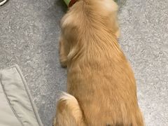 -安安宠医·安宠宠物医院