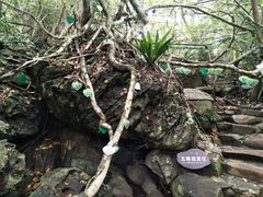 -呀诺达热带雨林