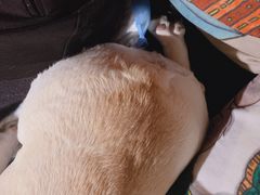 -more than meow吴止猫主题餐厅(承德 中船汇店)