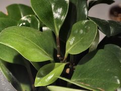 -大鸭梨烤鸭(枣园店)