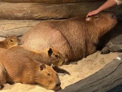 -Zoolung Zoolung动物主题公园(海信广场店)