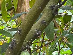 -歌斐颂巧克力小镇