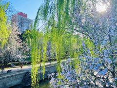 -海棠花溪(元大都城垣遗址公园)