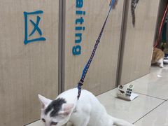 -北京观赏动物医院·24小时大型综合·猫专科·异宠专科