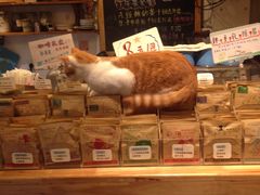 -猫的天空之城概念书店(西塘古镇店)