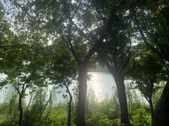 -广东花都湖国家湿地公园