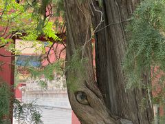 -北京市劳动人民文化宫(太庙)