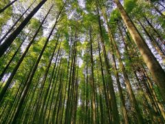 -武陵山森林公园