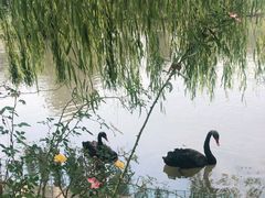 -鹅湖玫瑰文化园