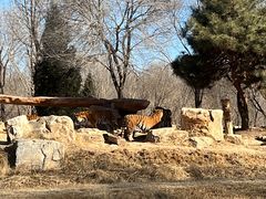 -北京野生动物园