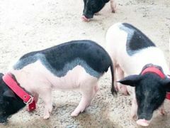 -前小桔亲子创意农场·草莓采摘·露营烧烤